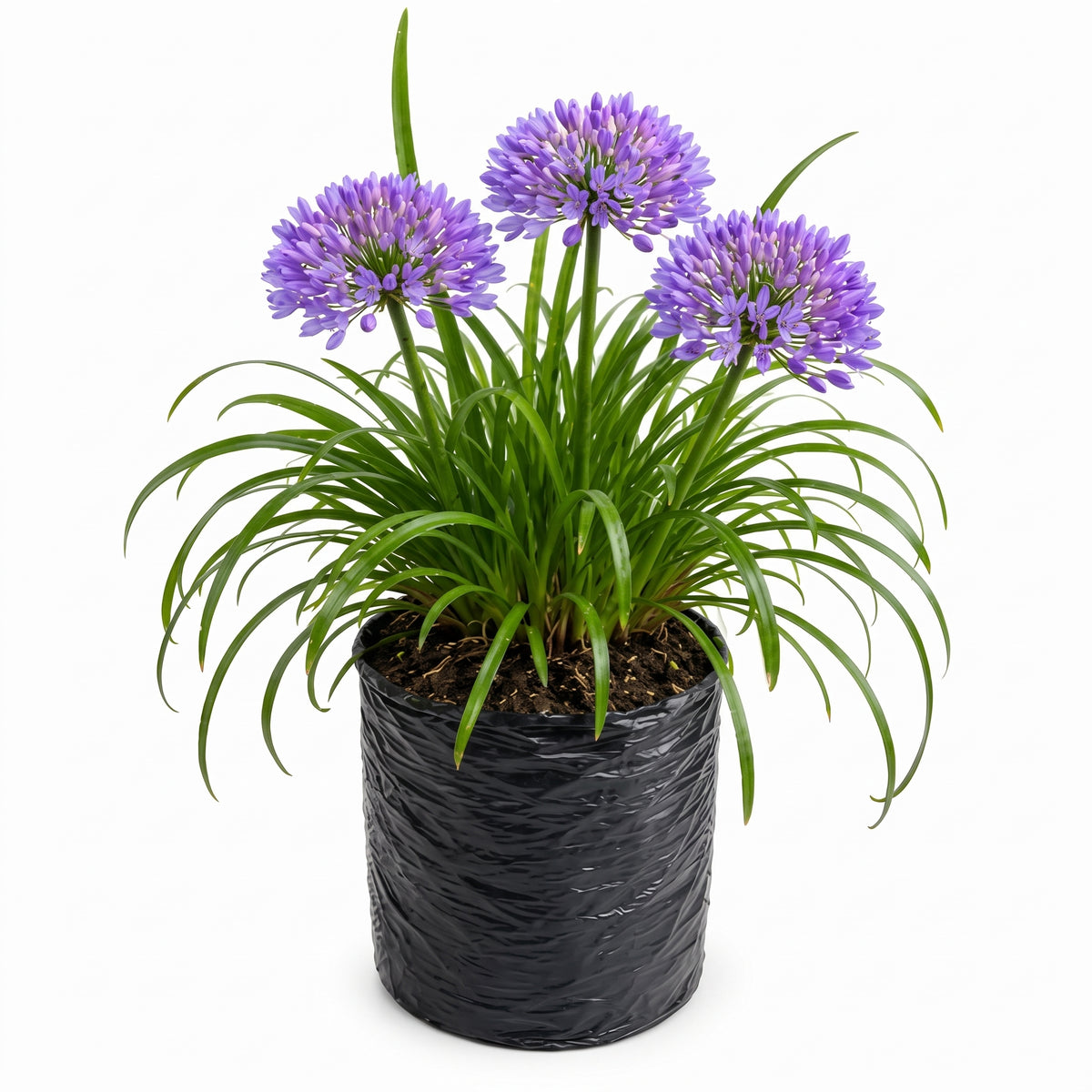 Agapanto enano morado