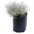 Pino aluminio