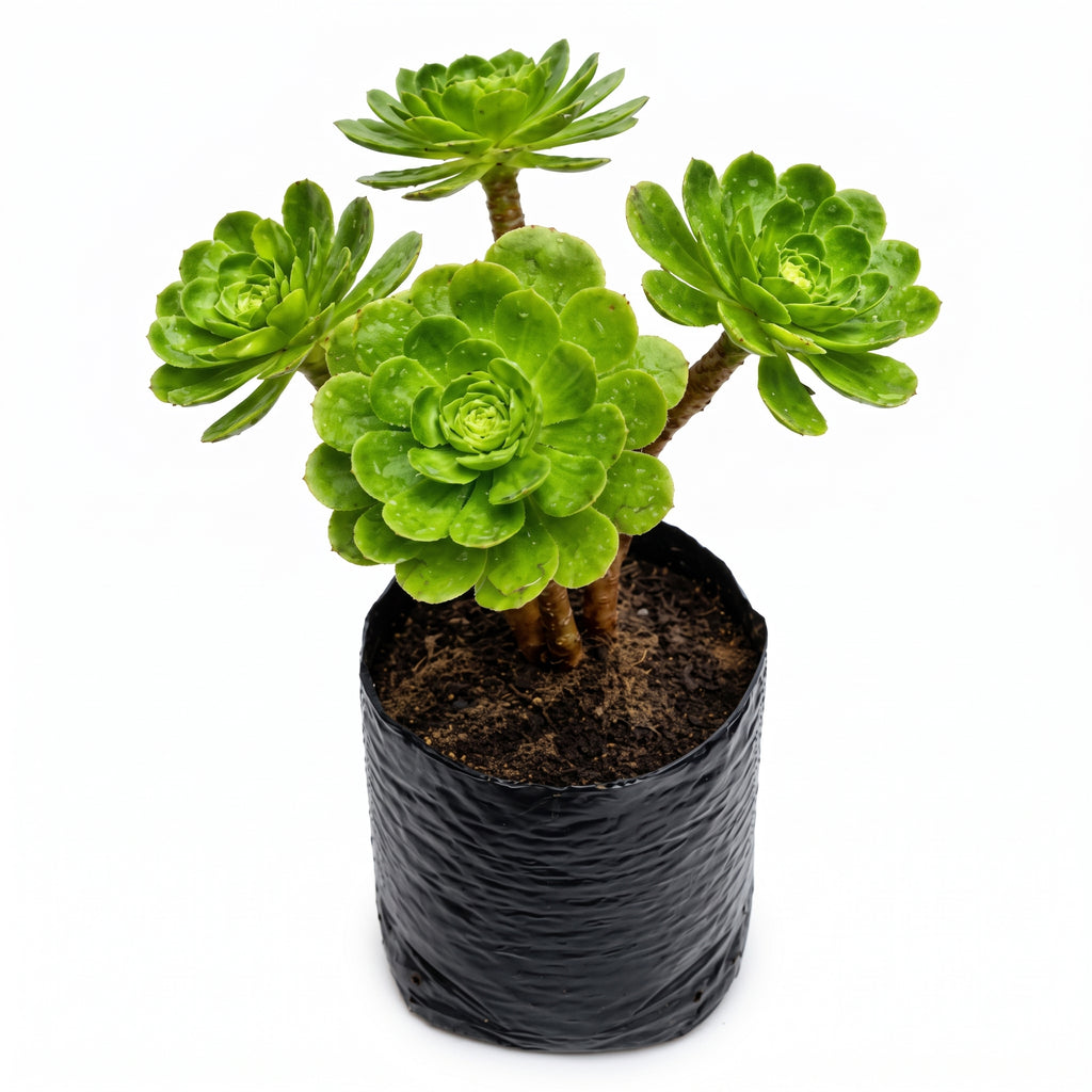 Adenium verde limón