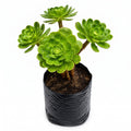 Adenium verde limón