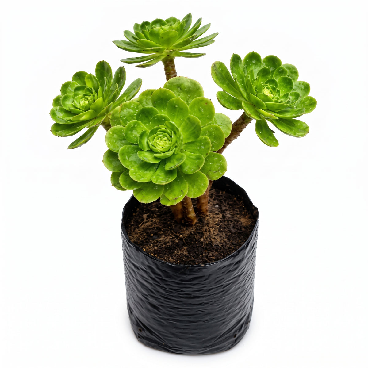 Adenium verde limón