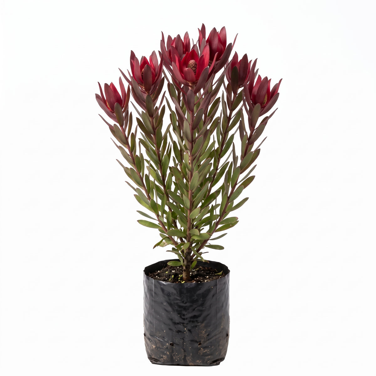 Protea roja