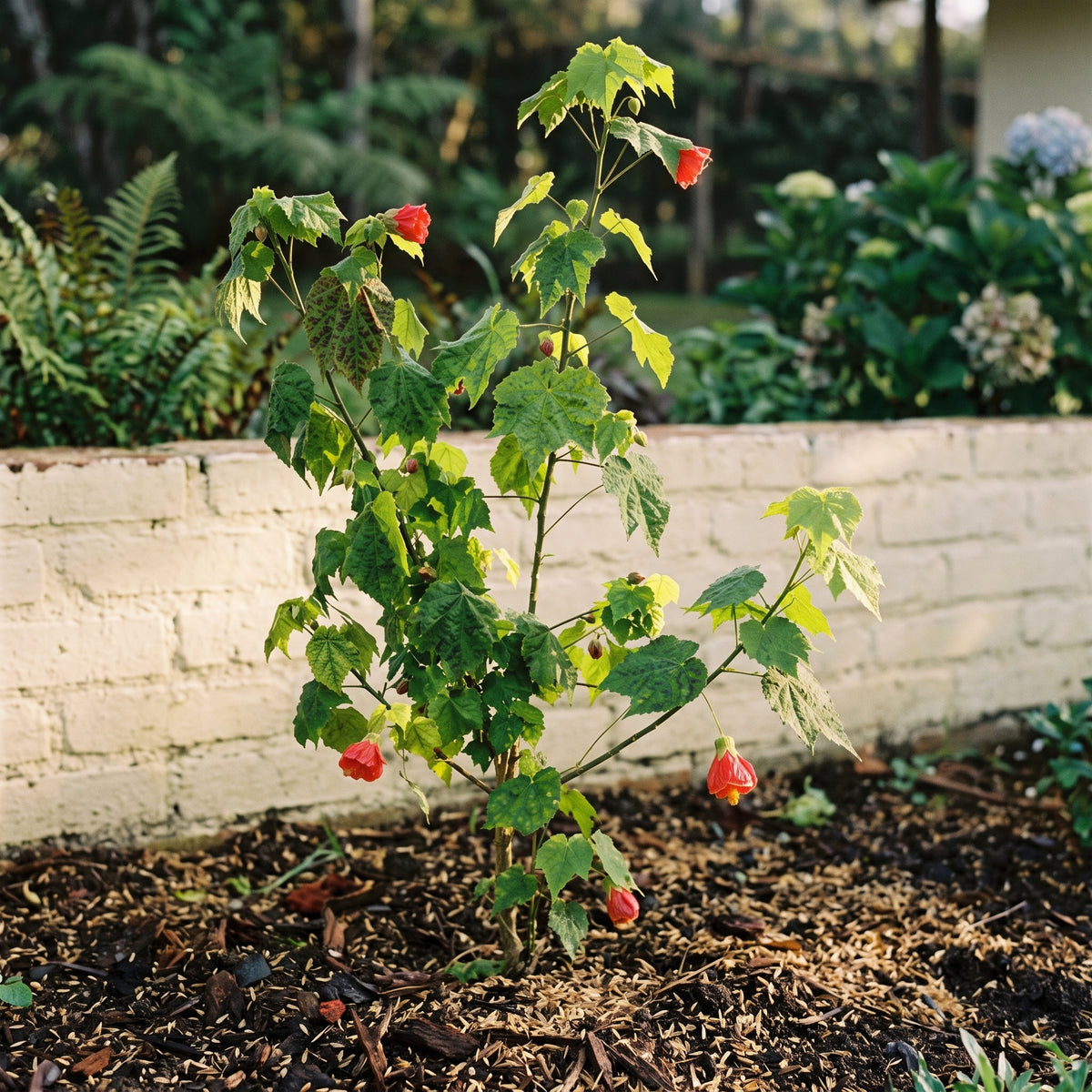 Abutilon amarillo o rojo — foto 3