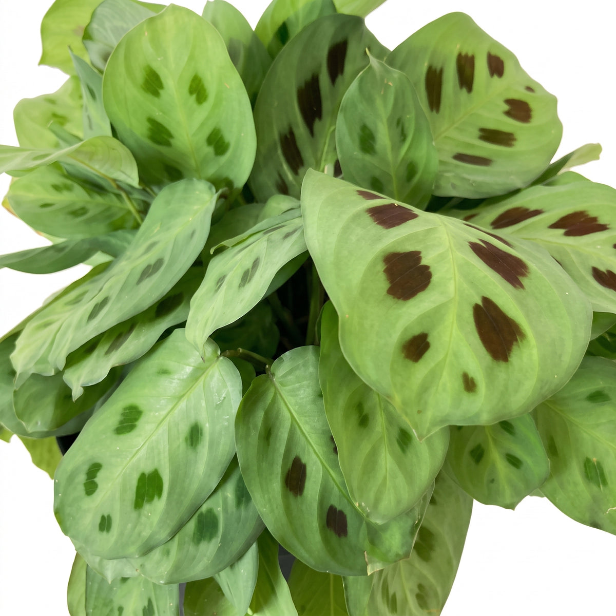 Calathea soldadito — foto 2