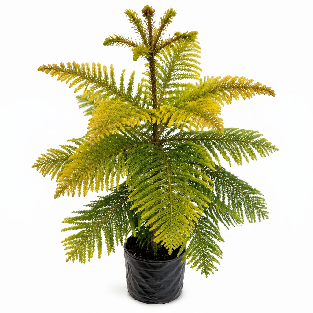 Araucaria