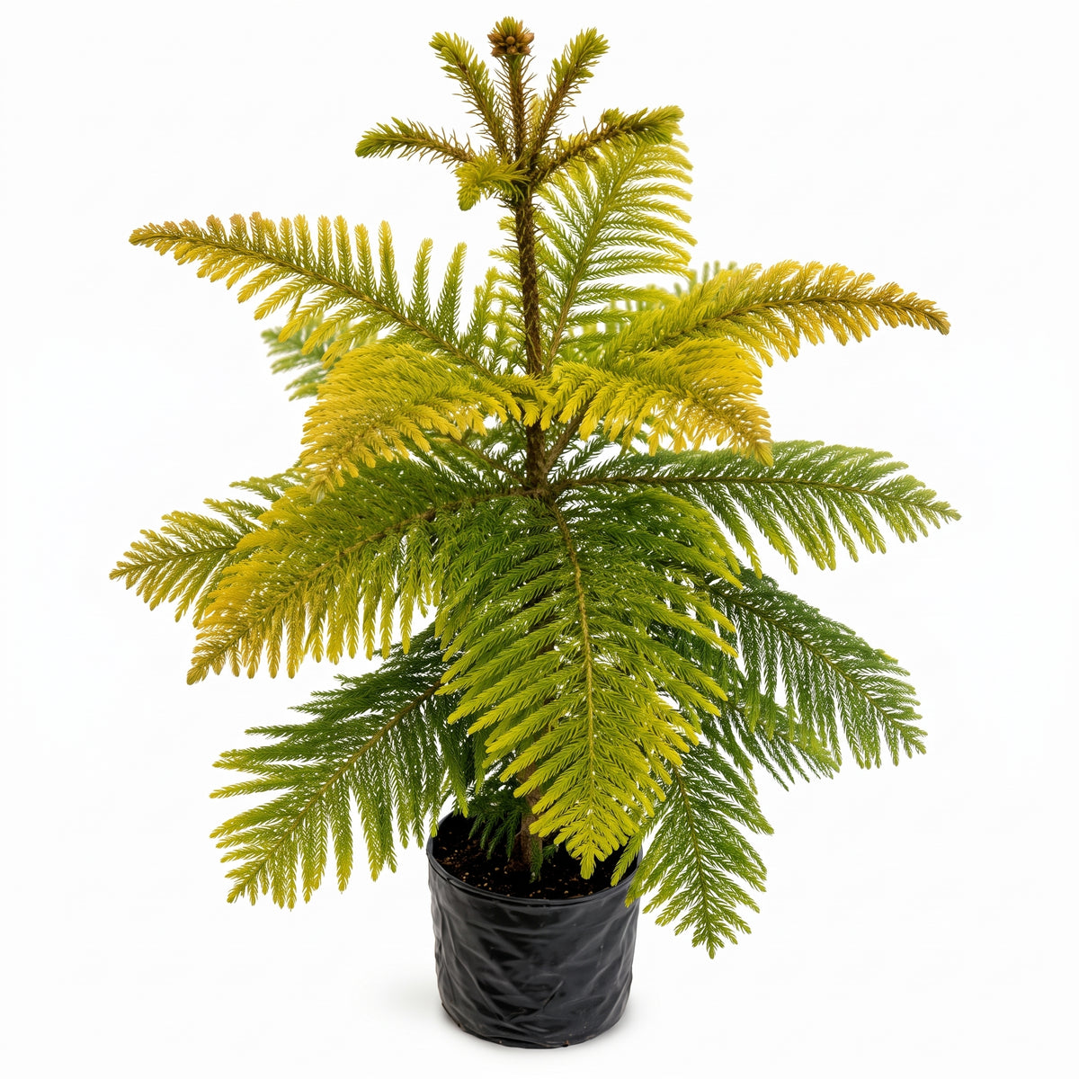 Araucaria