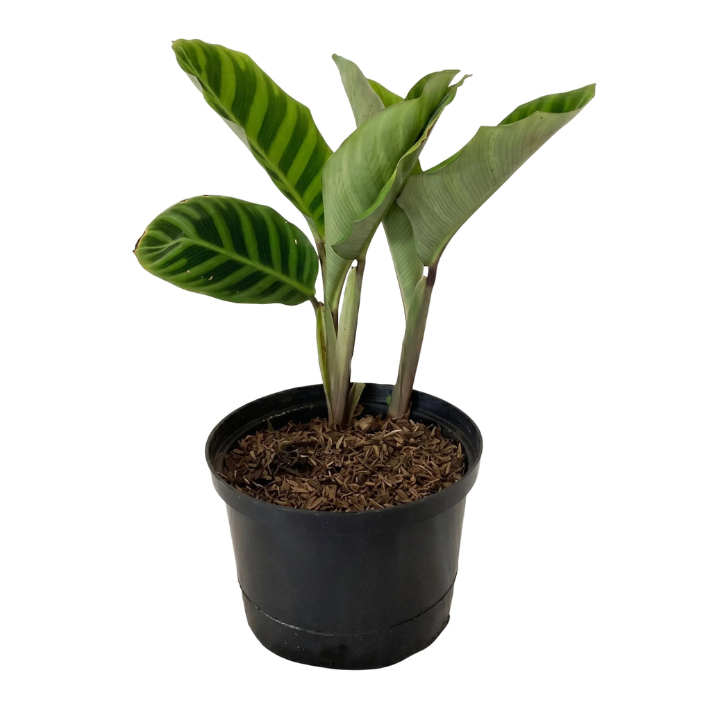 Calathea panna verde