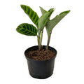 Calathea panna verde