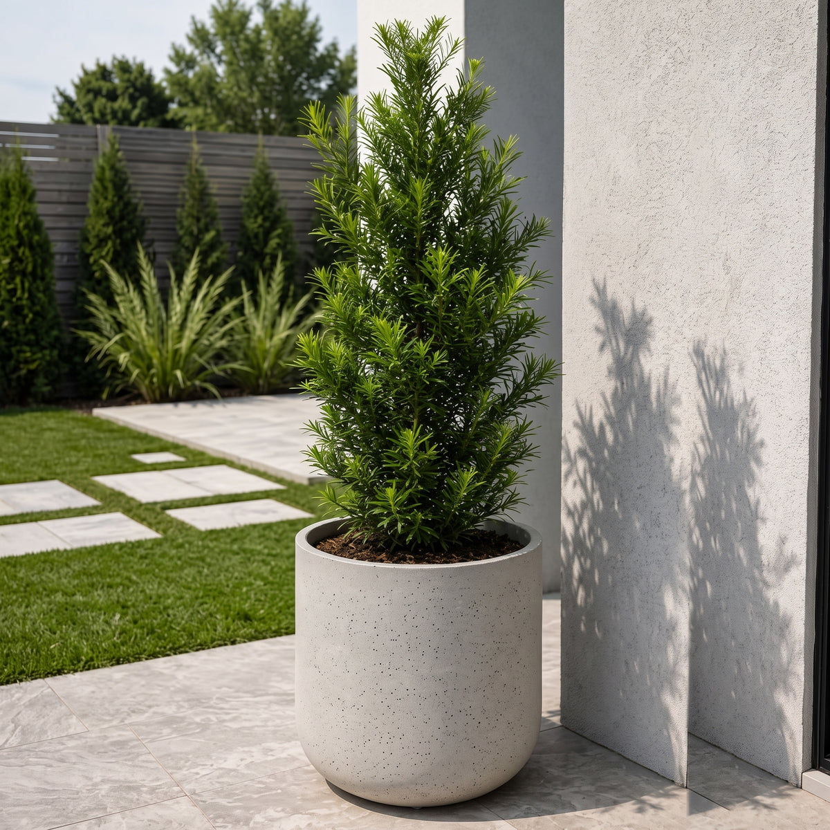 Podocarpus — foto 3