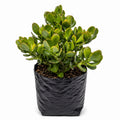 Jade hoja grande