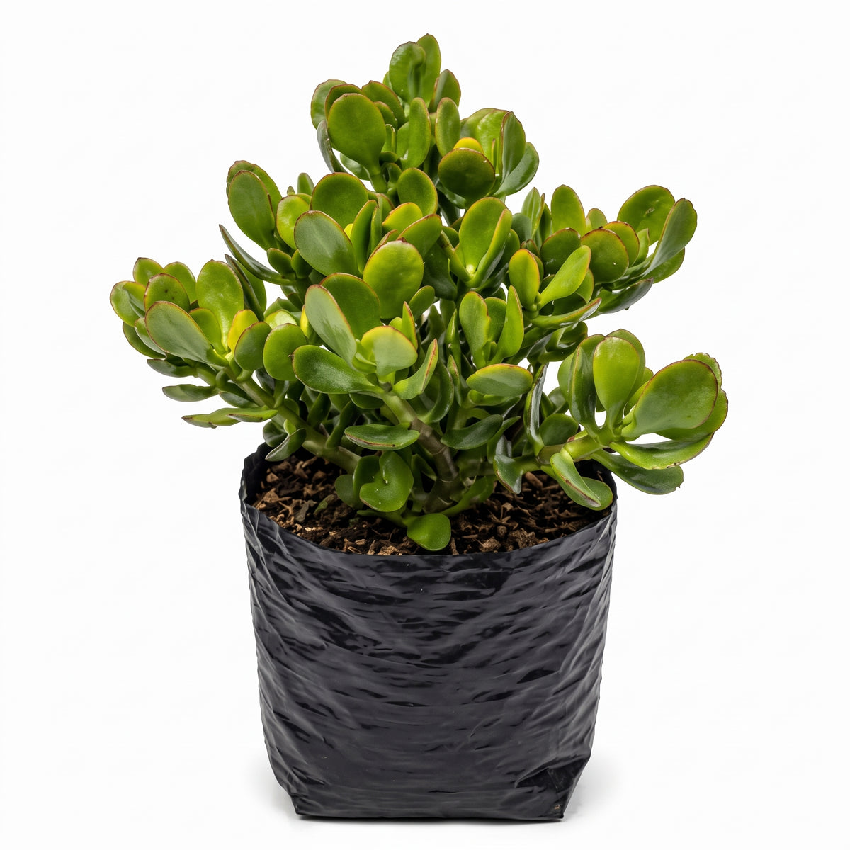Jade hoja grande