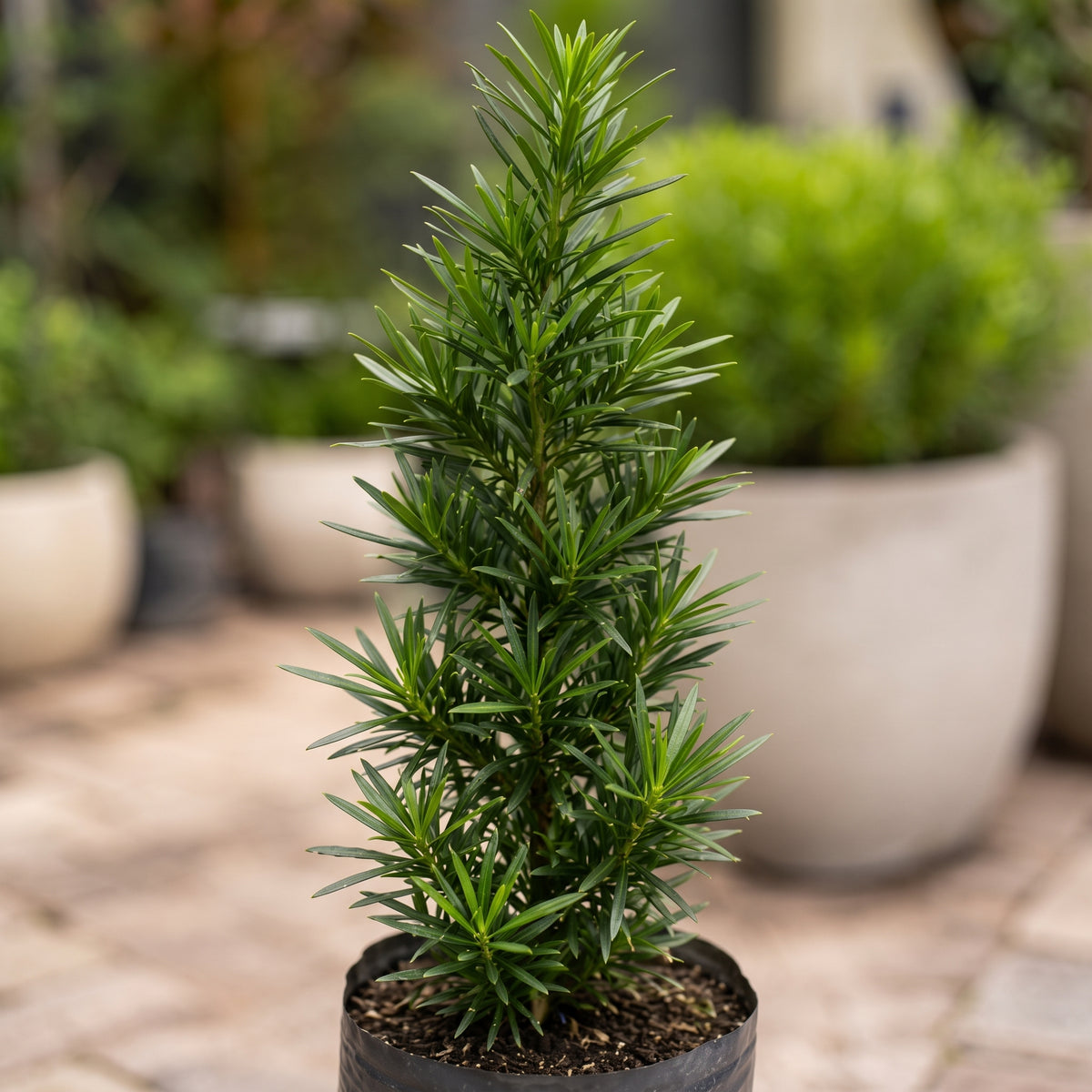 Podocarpus — foto 2