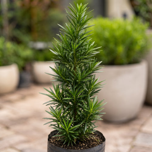 Podocarpus — foto 2