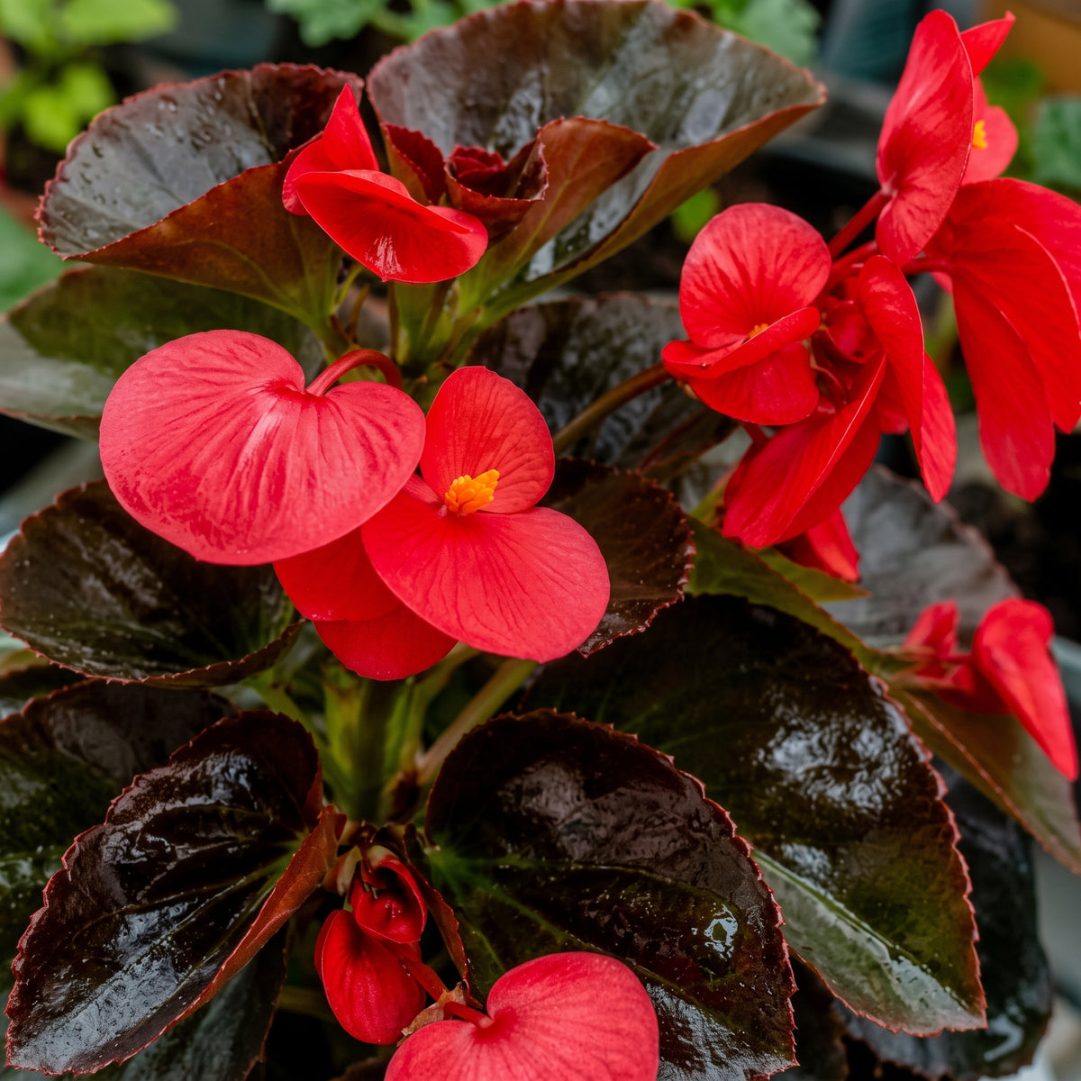 Begonia big o pichón — foto 2