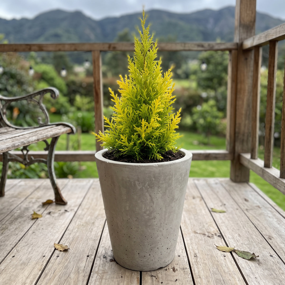 Pino limón — foto 3