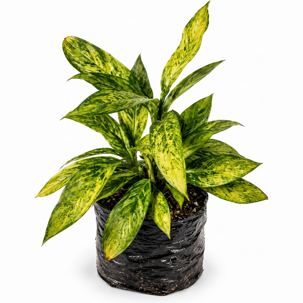 Aglaonema 'Dollar'