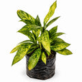 Aglaonema 'Dollar'