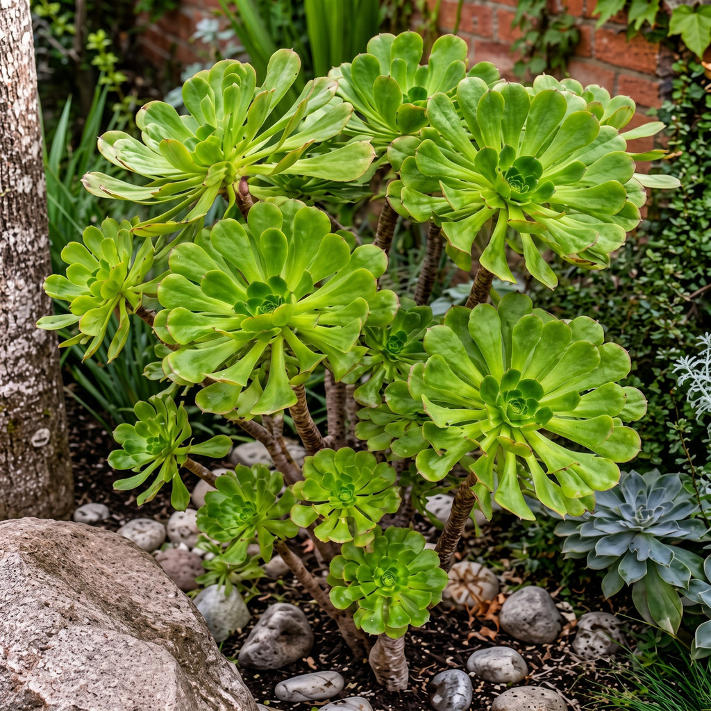 Adenium verde gris — foto 3