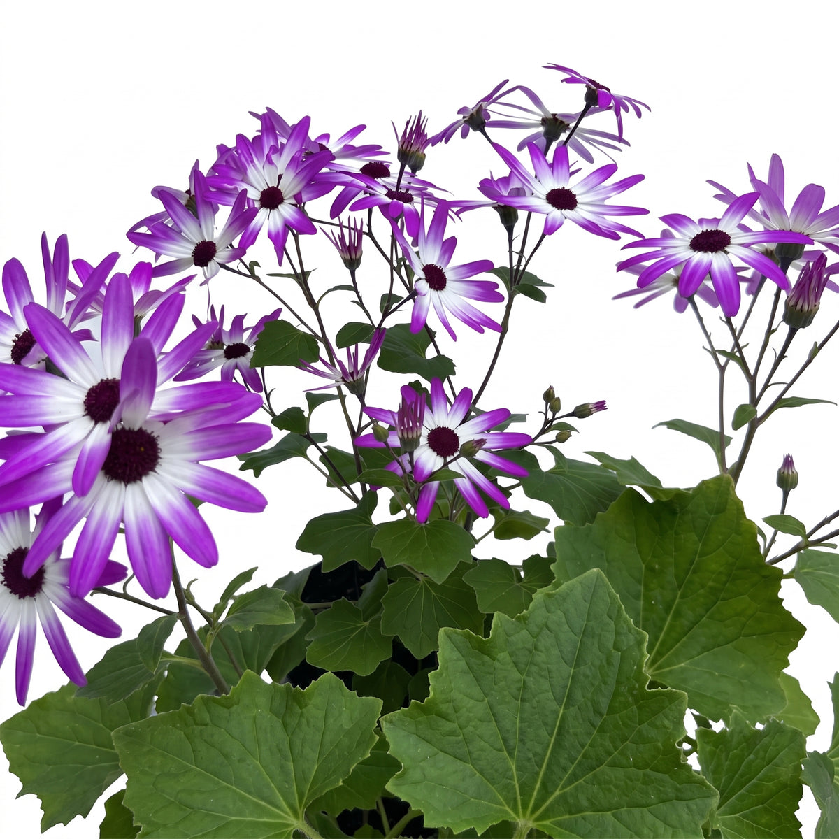 Cineraria de flor — foto 2