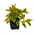 Duranta arbustiva