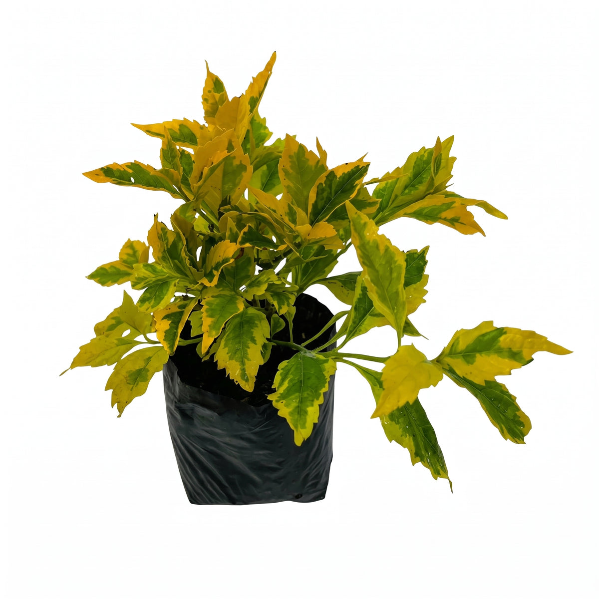 Duranta arbustiva