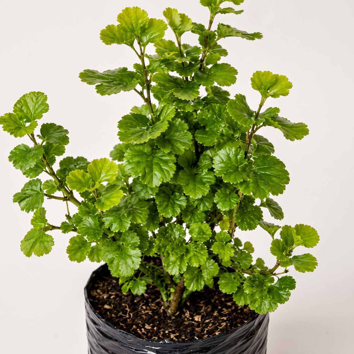 Millonaria — foto 2