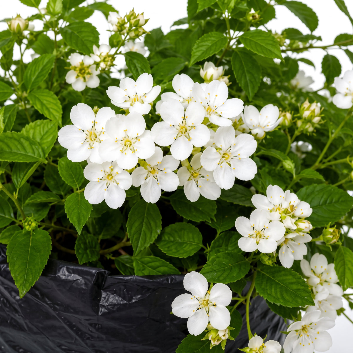 Lantana rastrera — foto 2