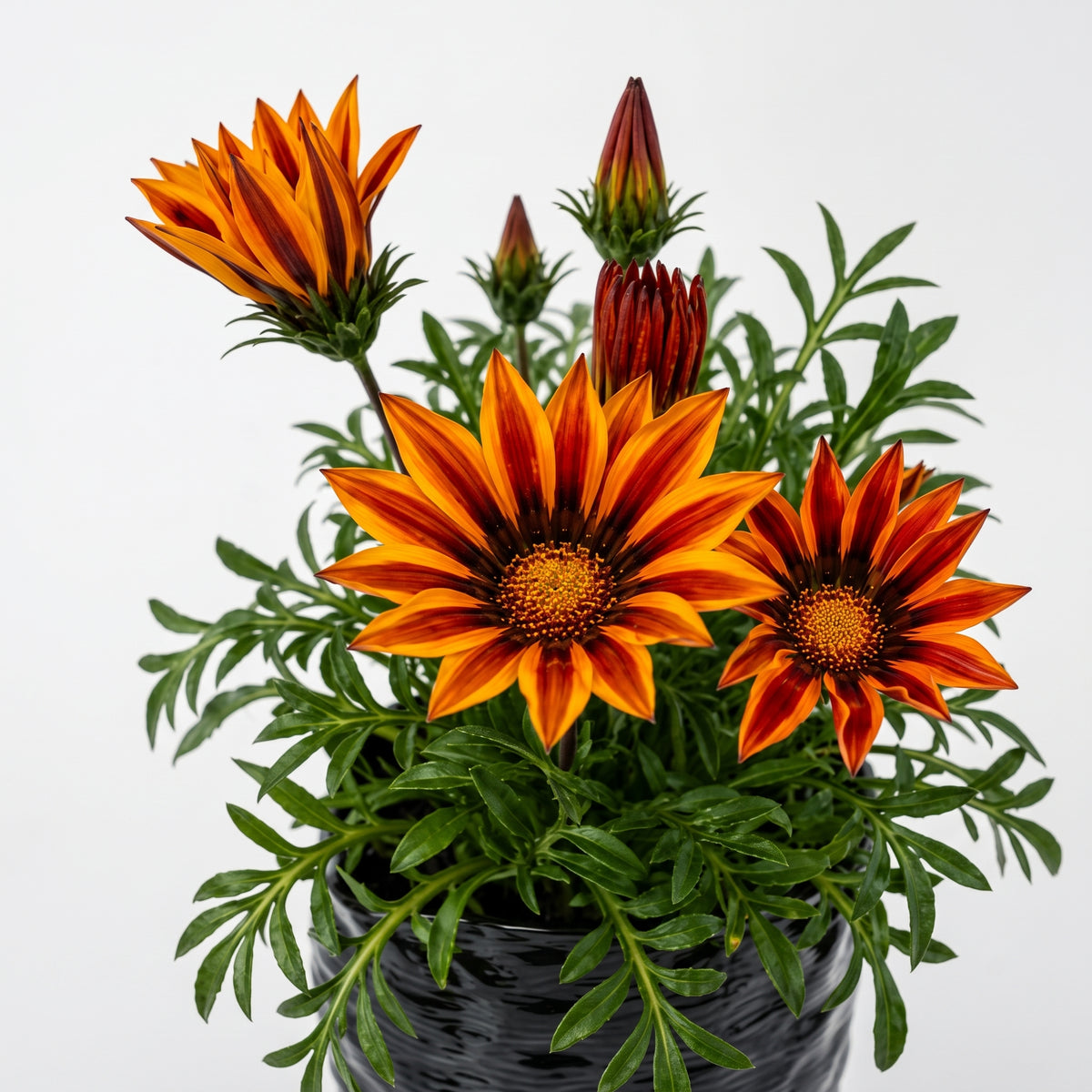 Gazania — foto 2
