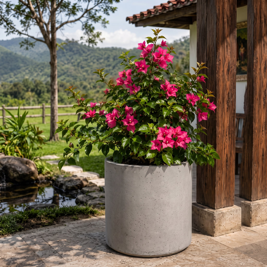 Buganvilia común — foto 3