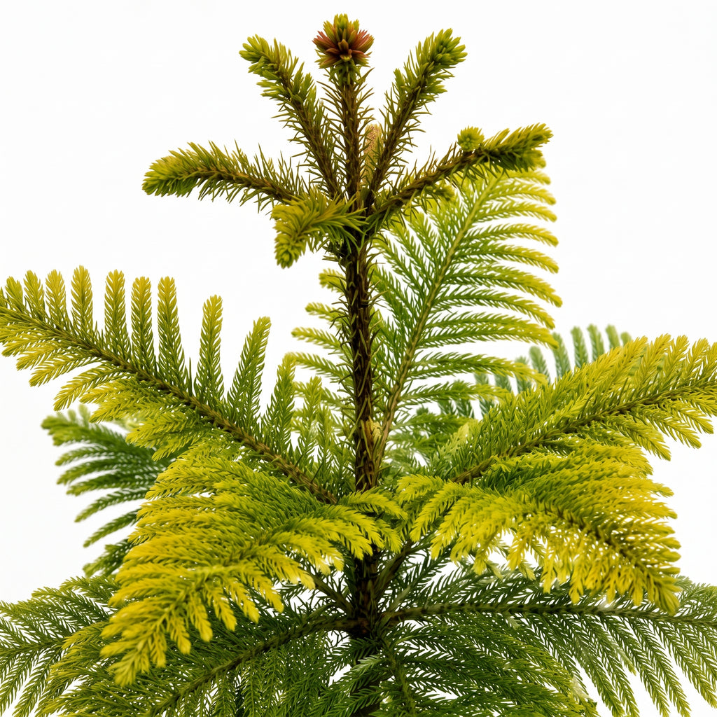 Araucaria — foto 2