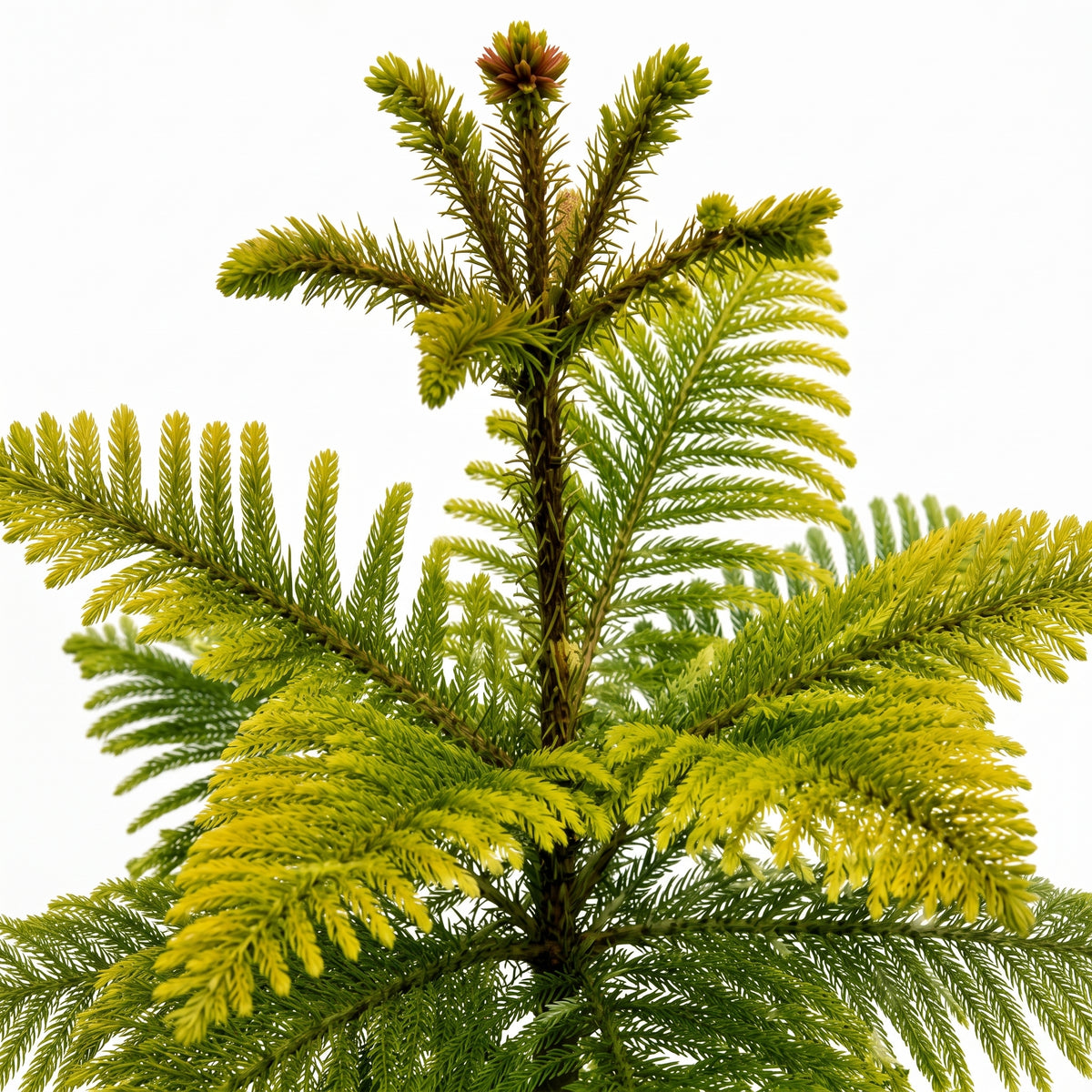 Araucaria — foto 2