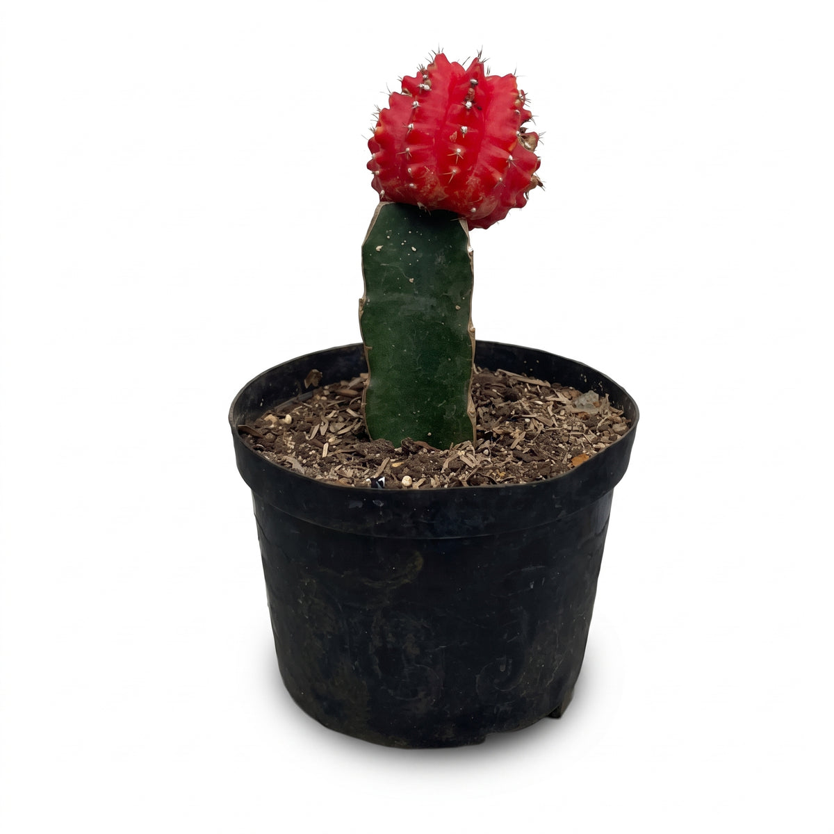 Cactus coreano