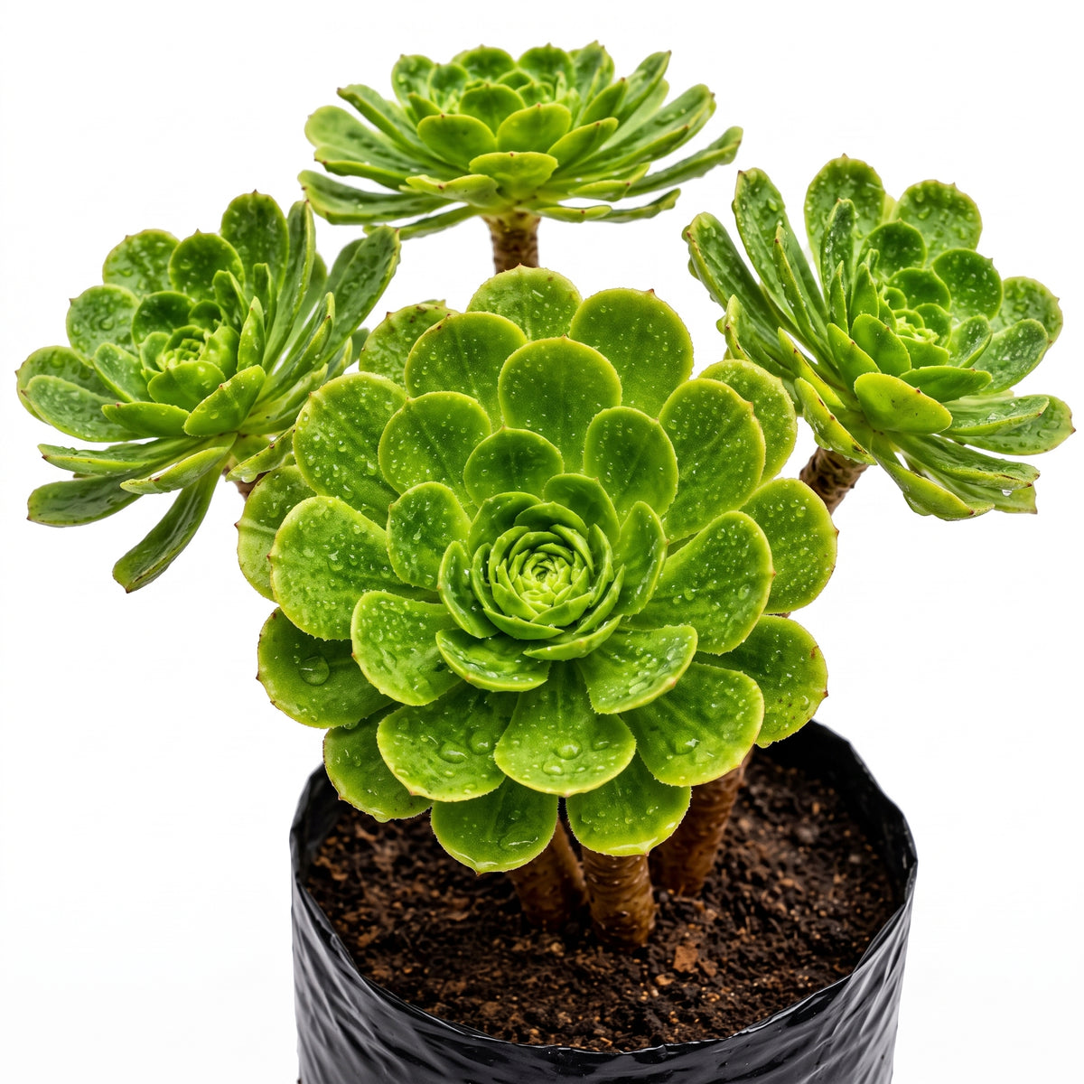Adenium verde limón — foto 2