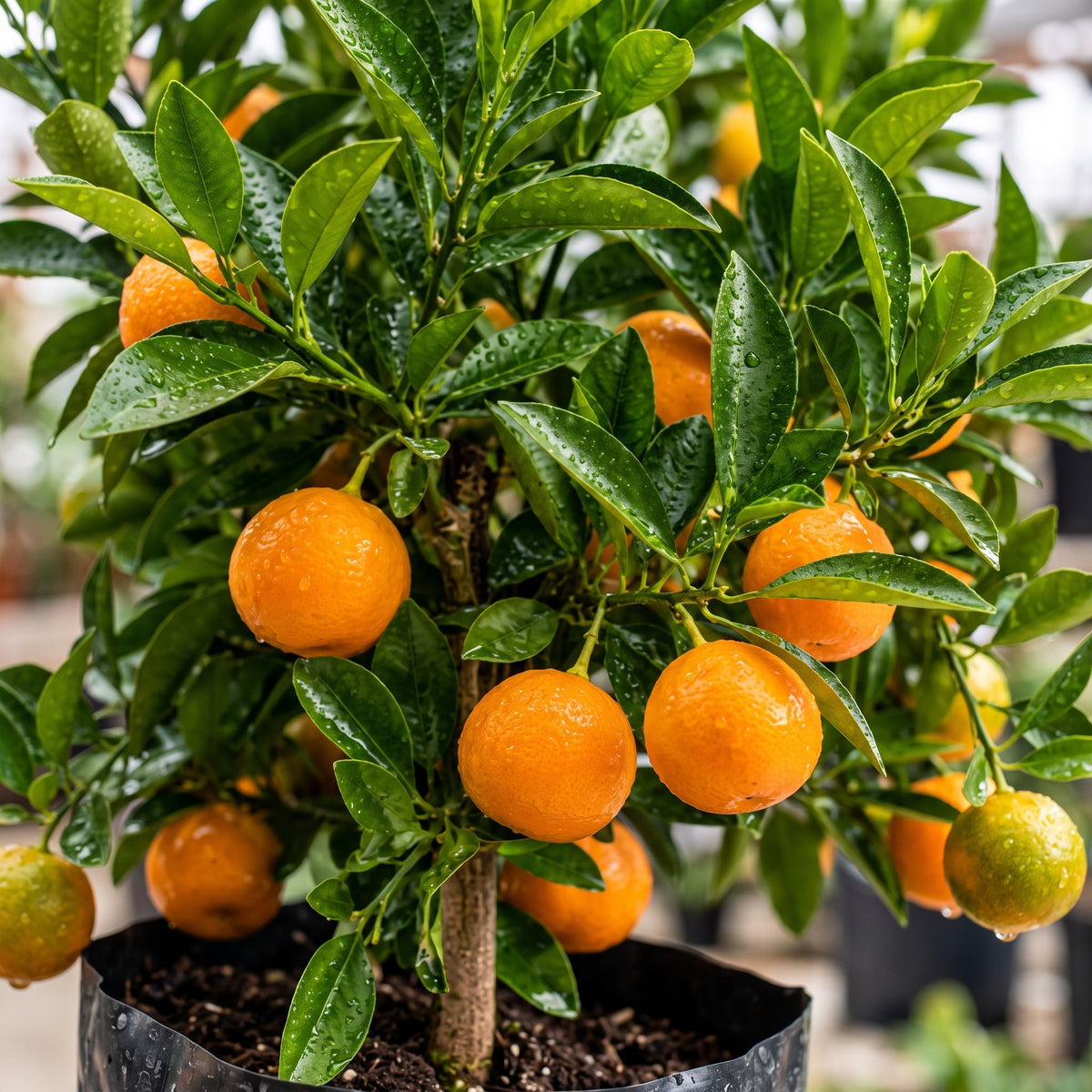 Calamondi — foto 2