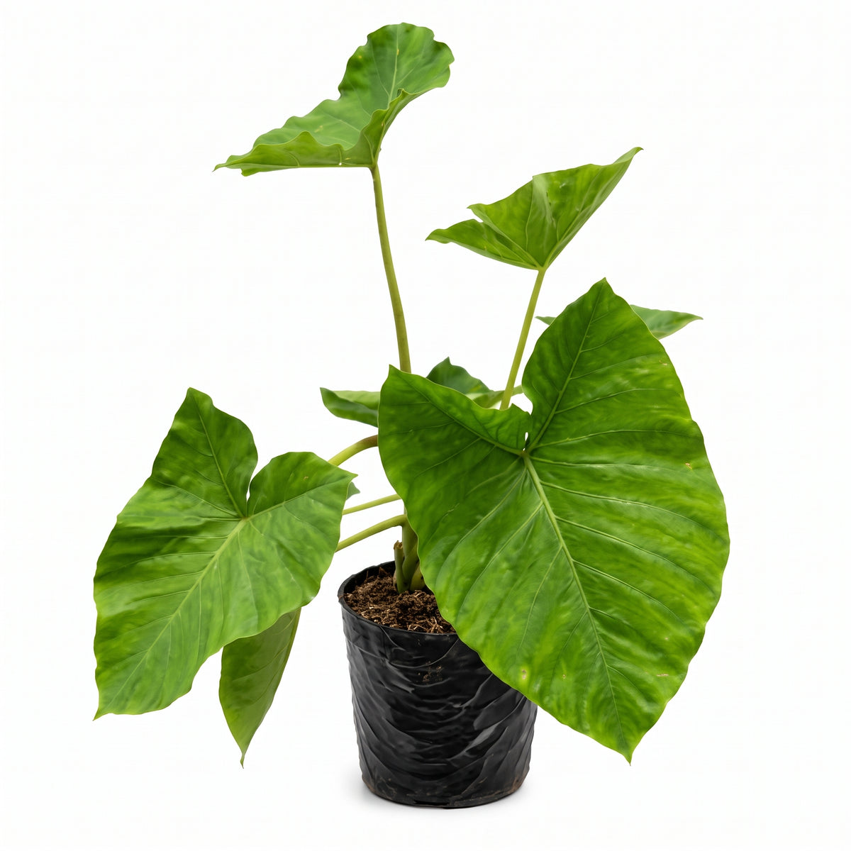 Bore verde