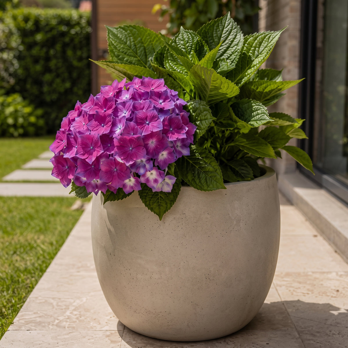 Hortensia holandesa — foto 3
