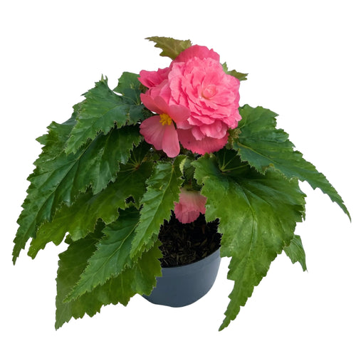 Begonia de flor