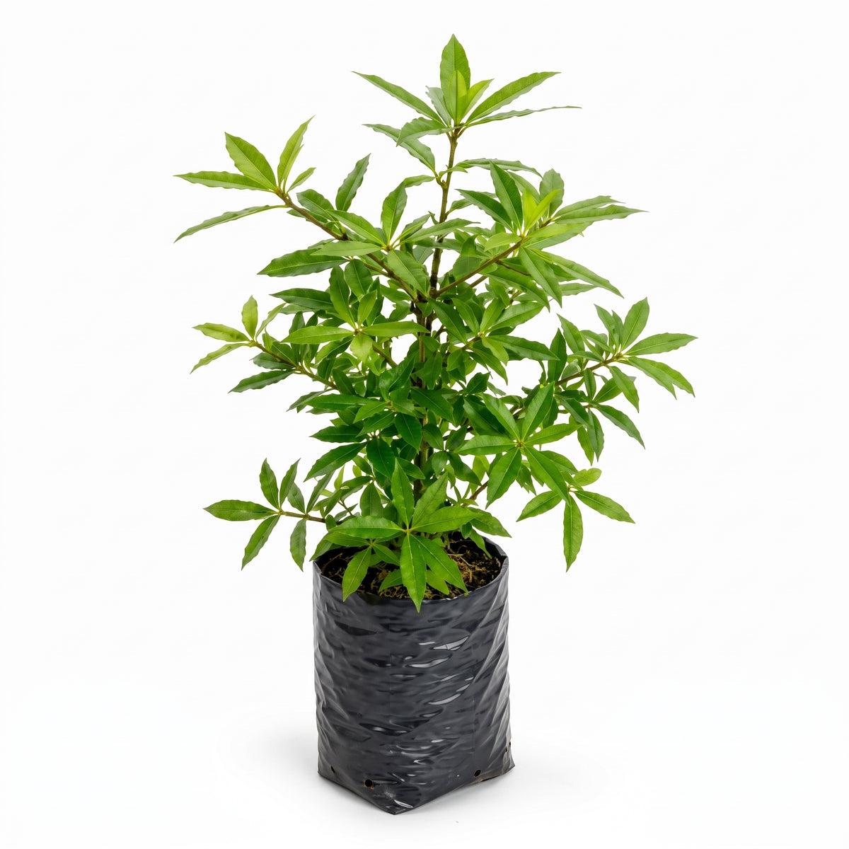 Roble