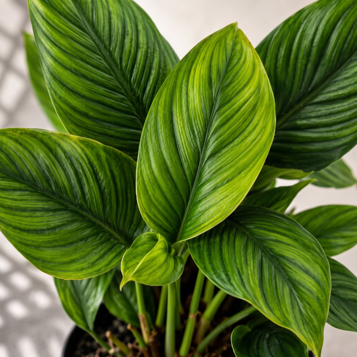 Miami negro, planta de interior en bolsa – Las Palmas y Jardines de Manuel