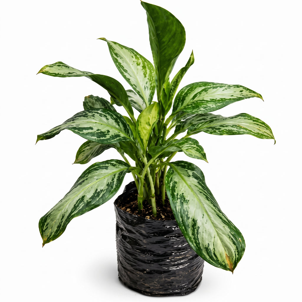 Aglaonema patico