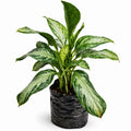 Aglaonema patico