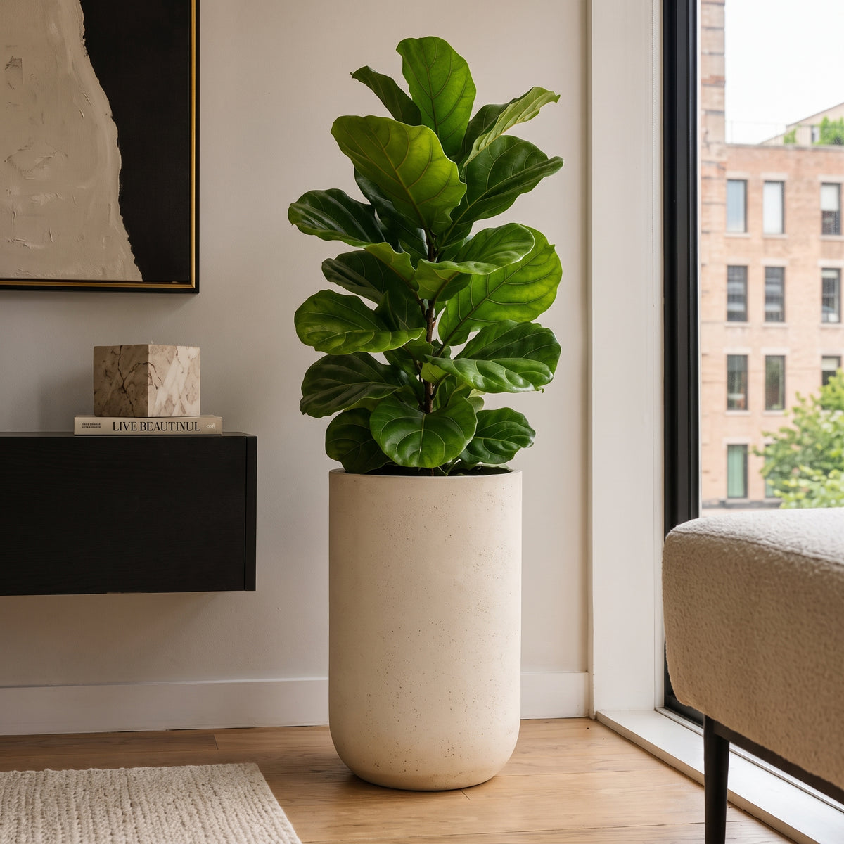 Ficus bambino — foto 3