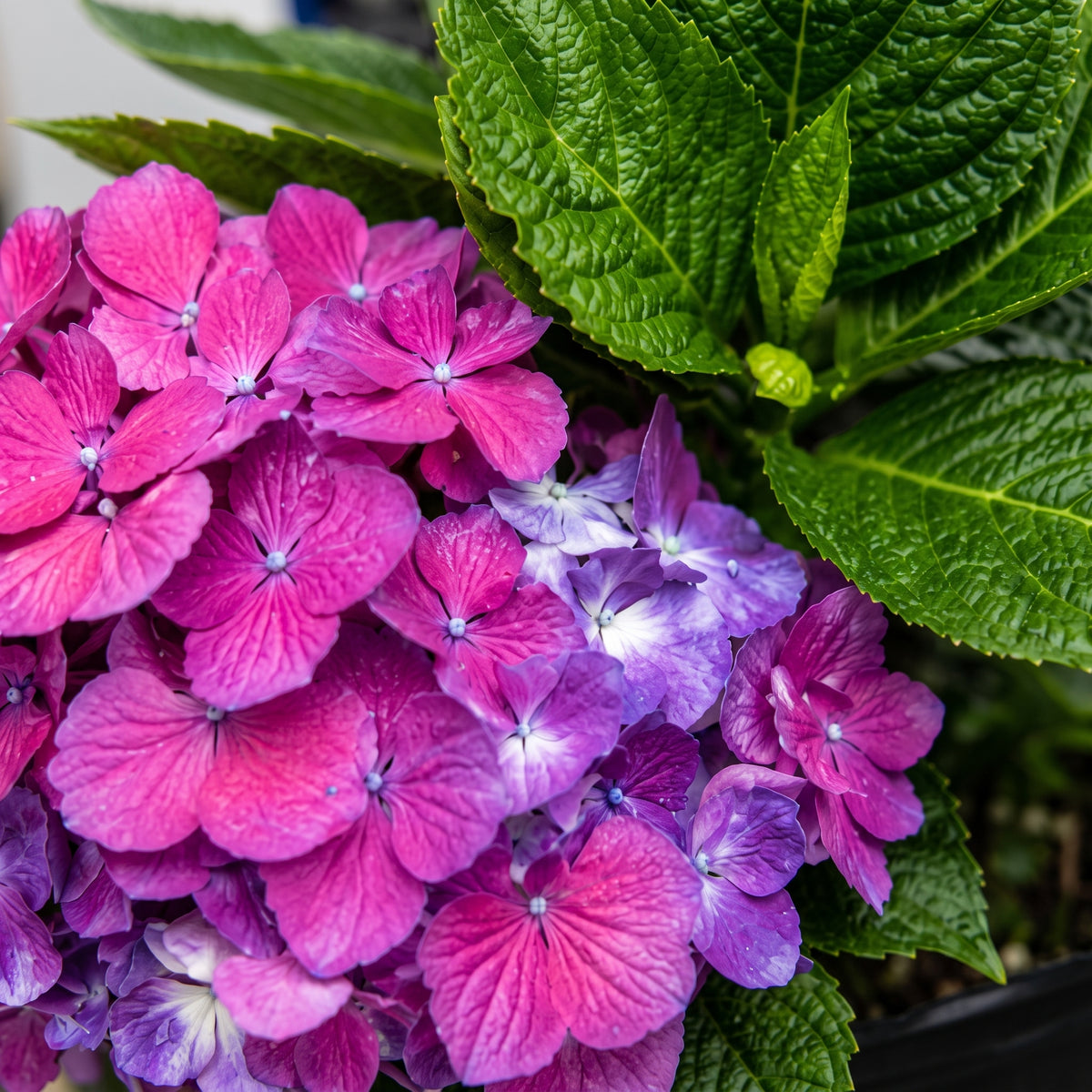 Hortensia holandesa — foto 2