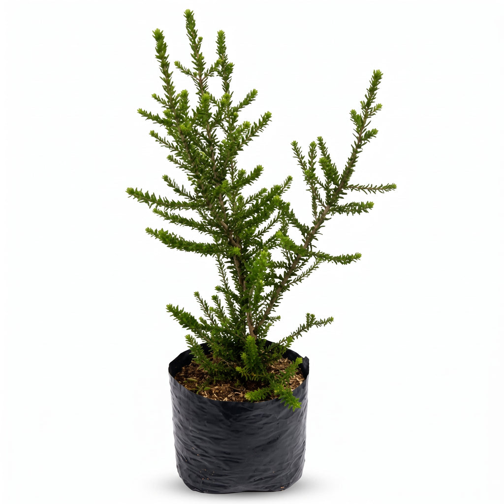 Melaleuca crucifolia
