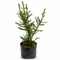 Melaleuca crucifolia