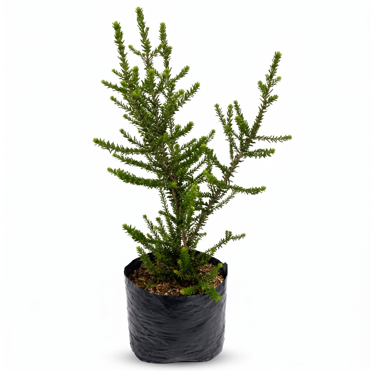Melaleuca crucifolia