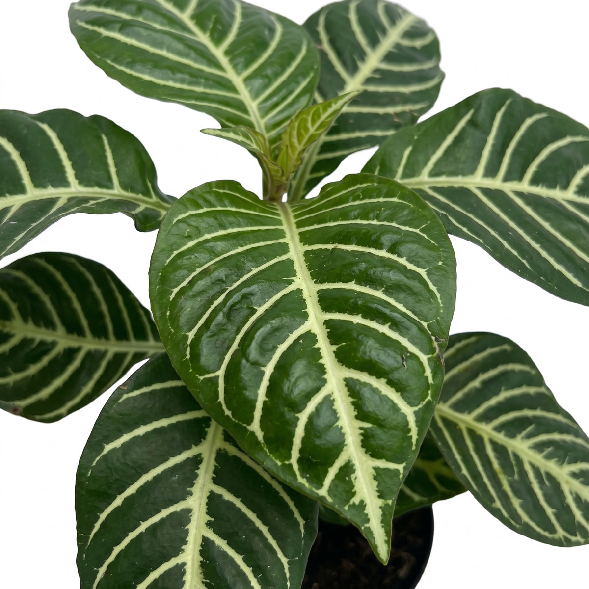 Aphelandra verde — foto 2