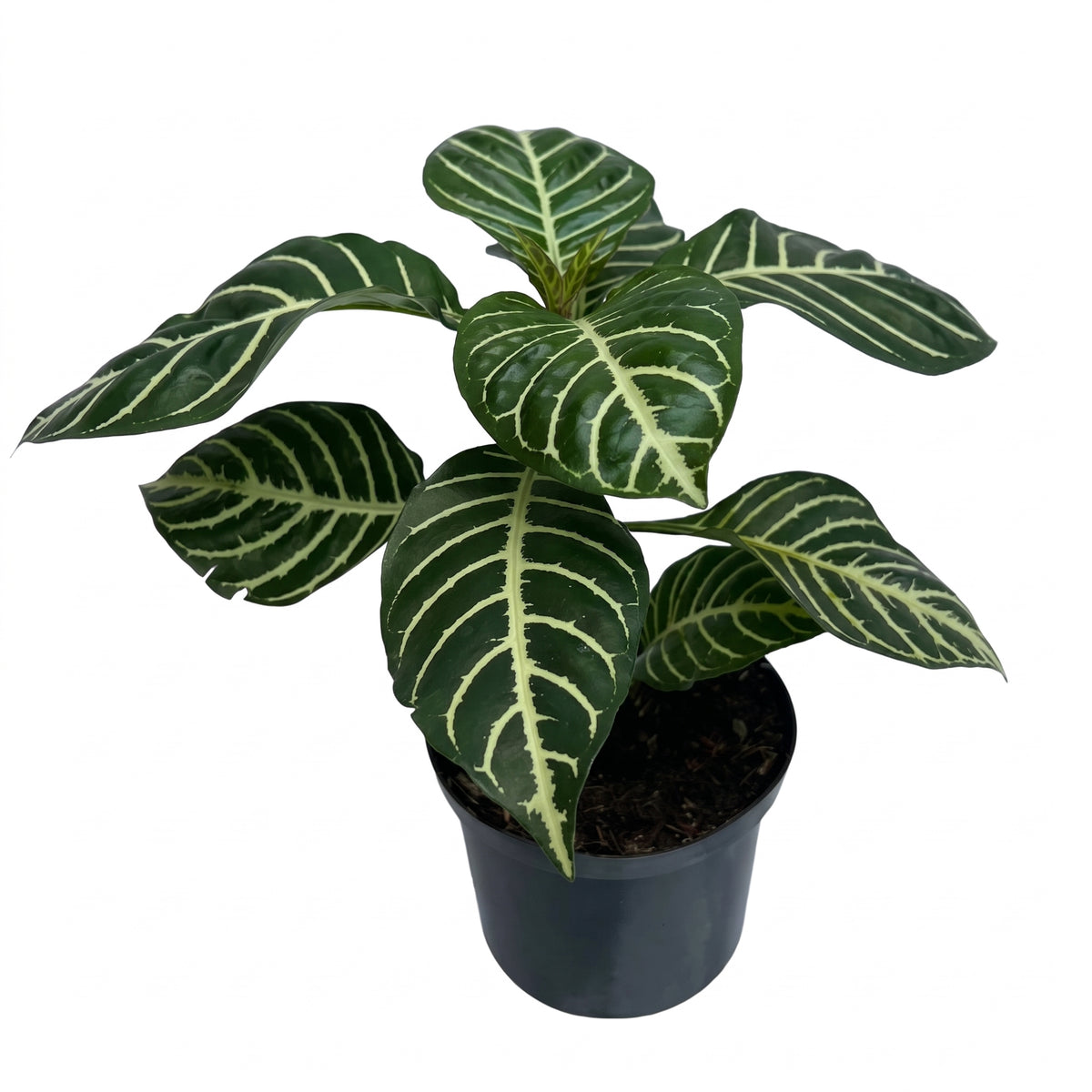 Aphelandra verde
