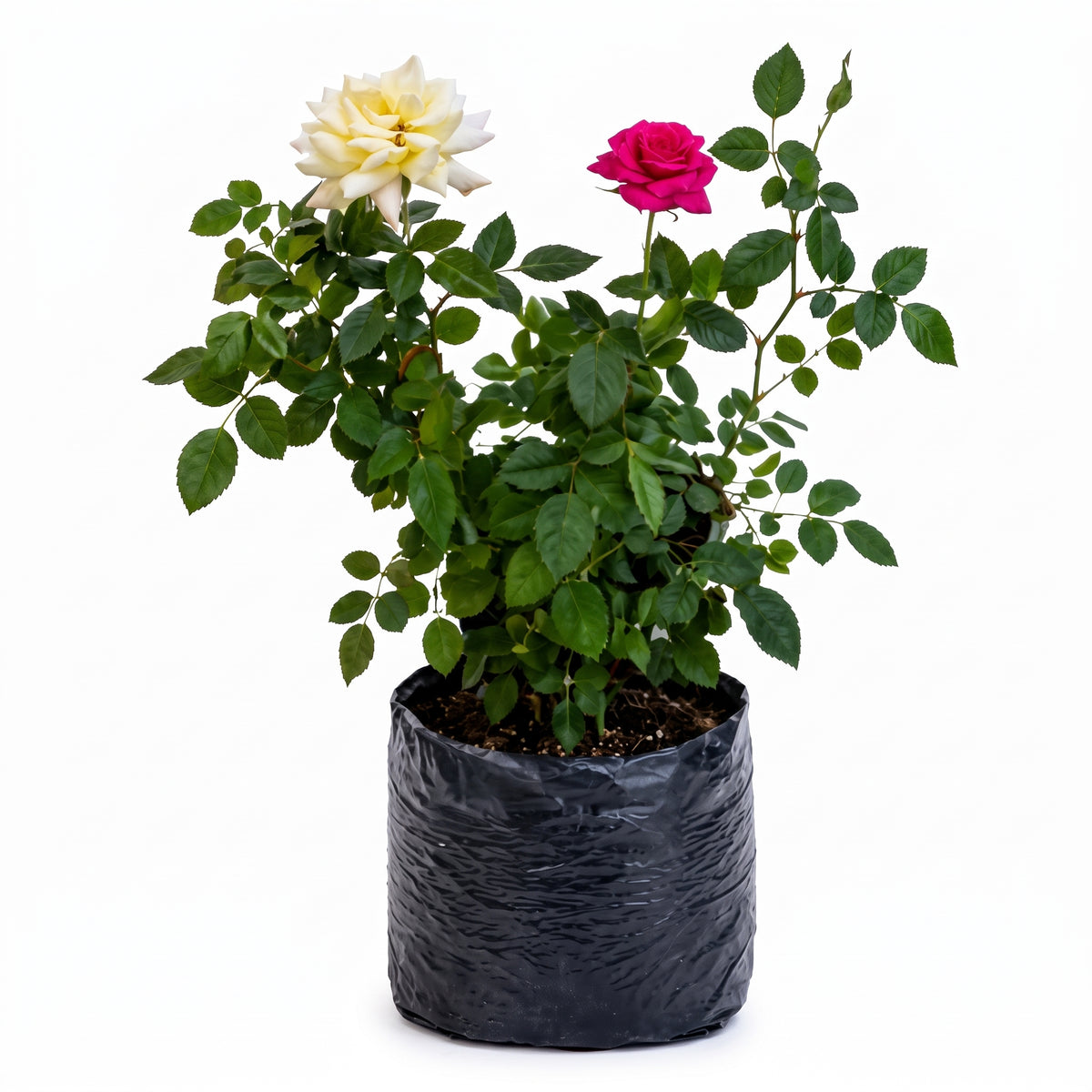 Rosa mini, planta de exterior en bolsa – Las Palmas y Jardines de Manuel