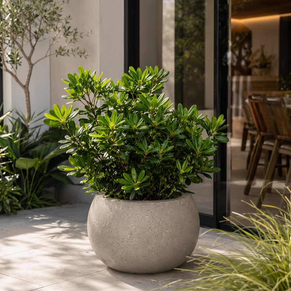 Pittosporum verde — foto 3